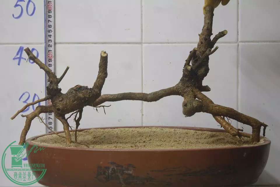 psb (42).jpg