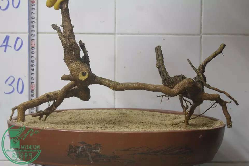 psb (43).jpg