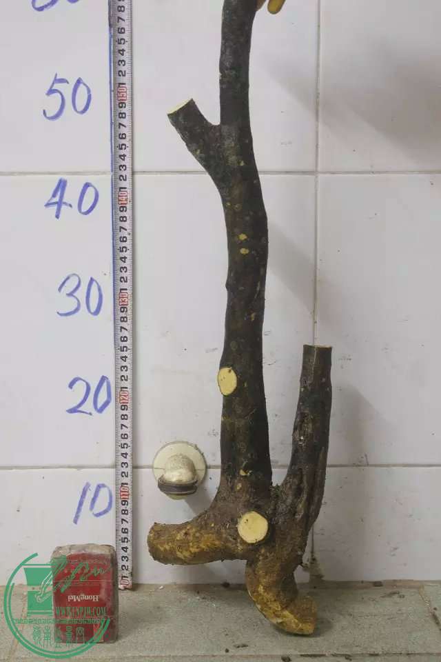psb (20).jpg