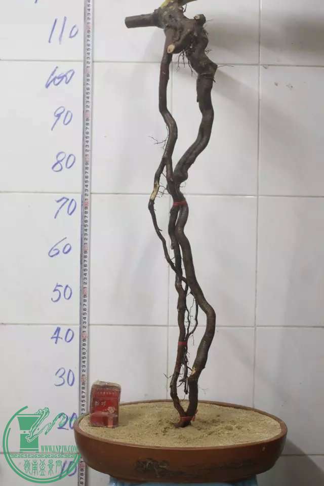 psb (8).jpg