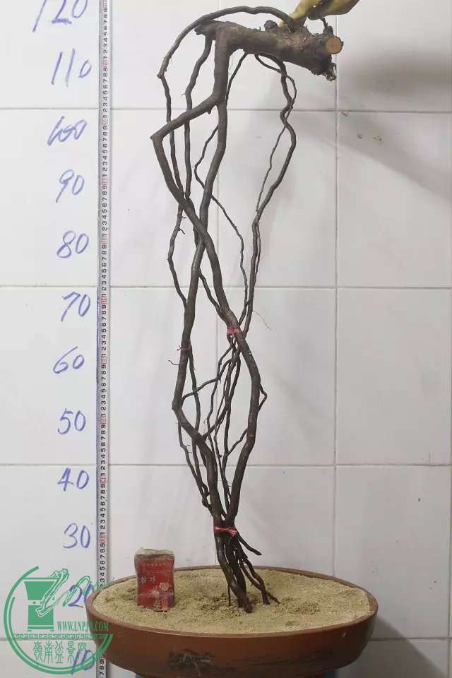 psb (28).jpg