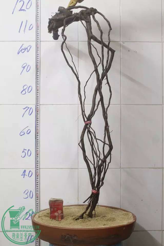 psb (29).jpg