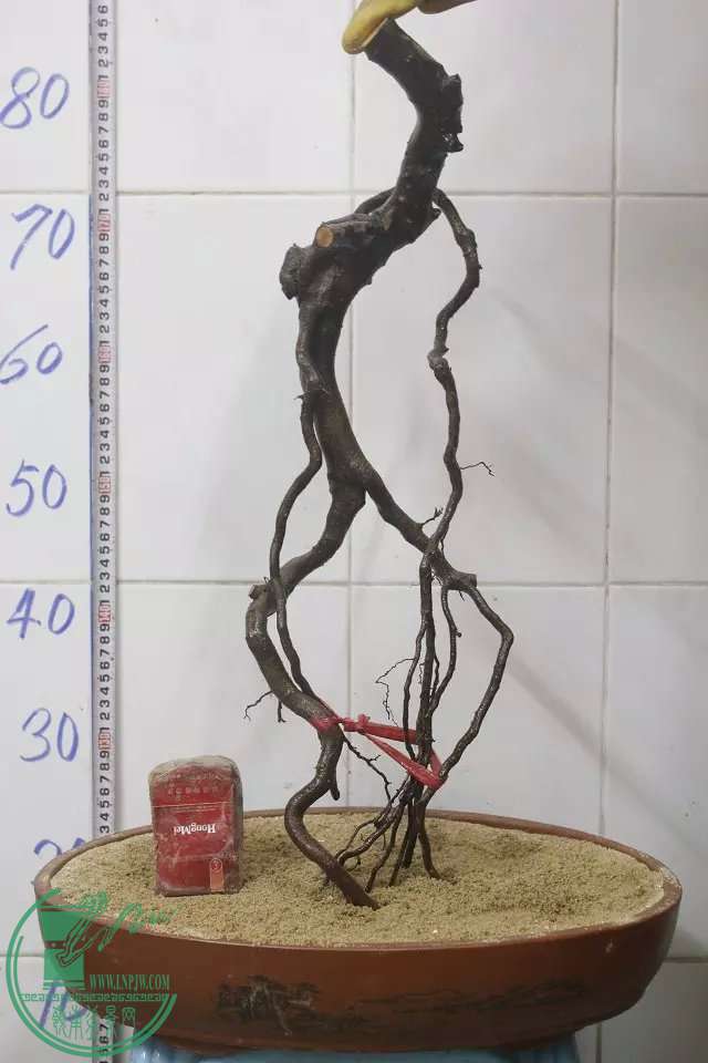 psb (38).jpg