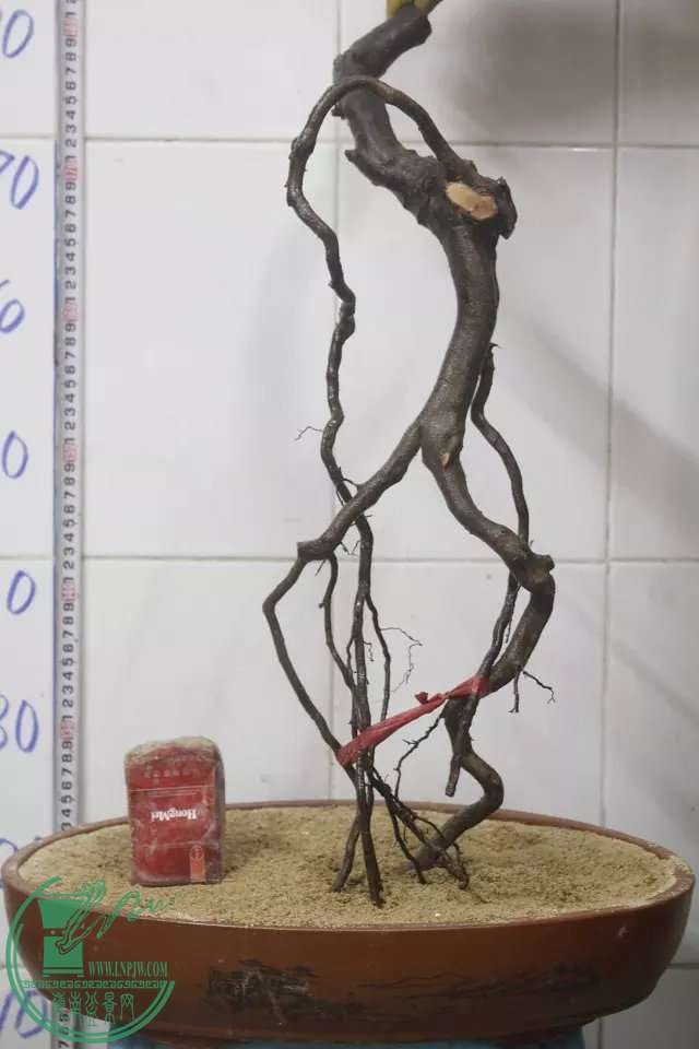 psb (39).jpg