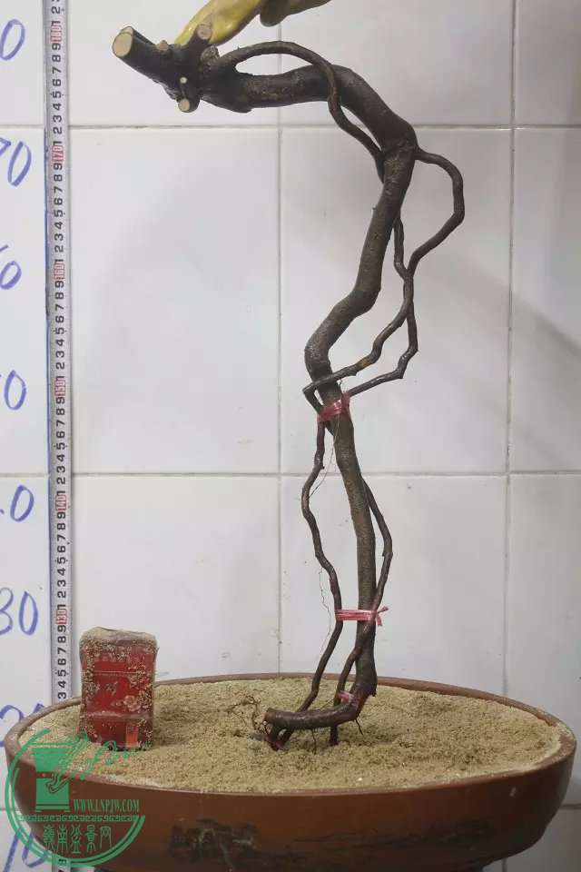 psb (40).jpg