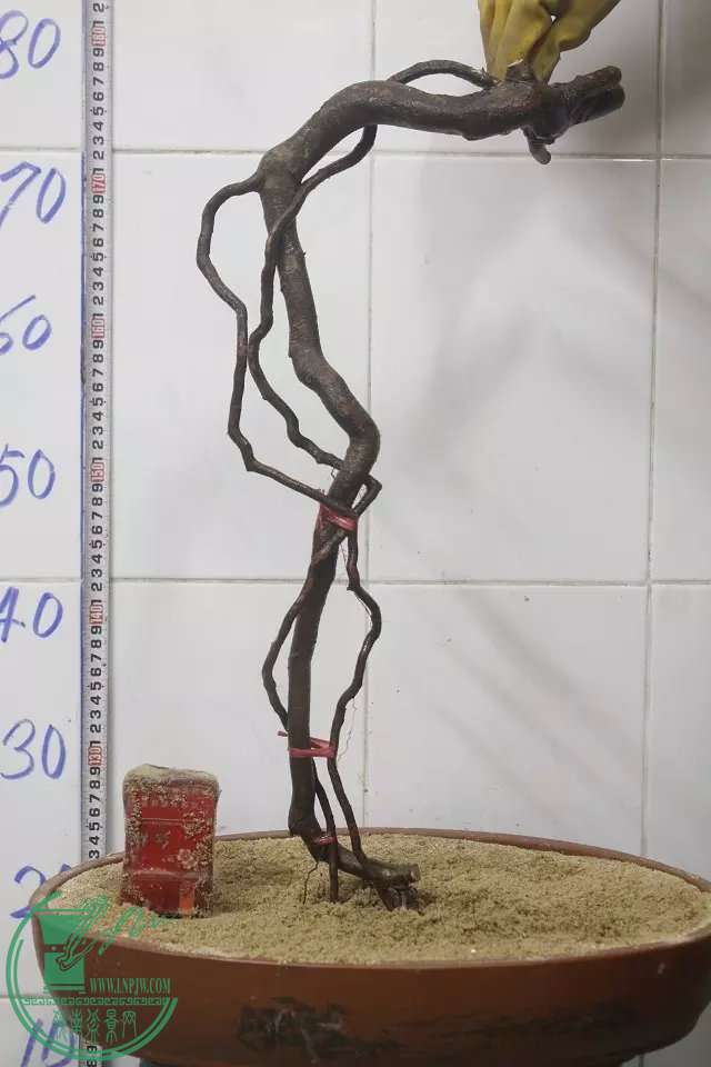 psb (41).jpg
