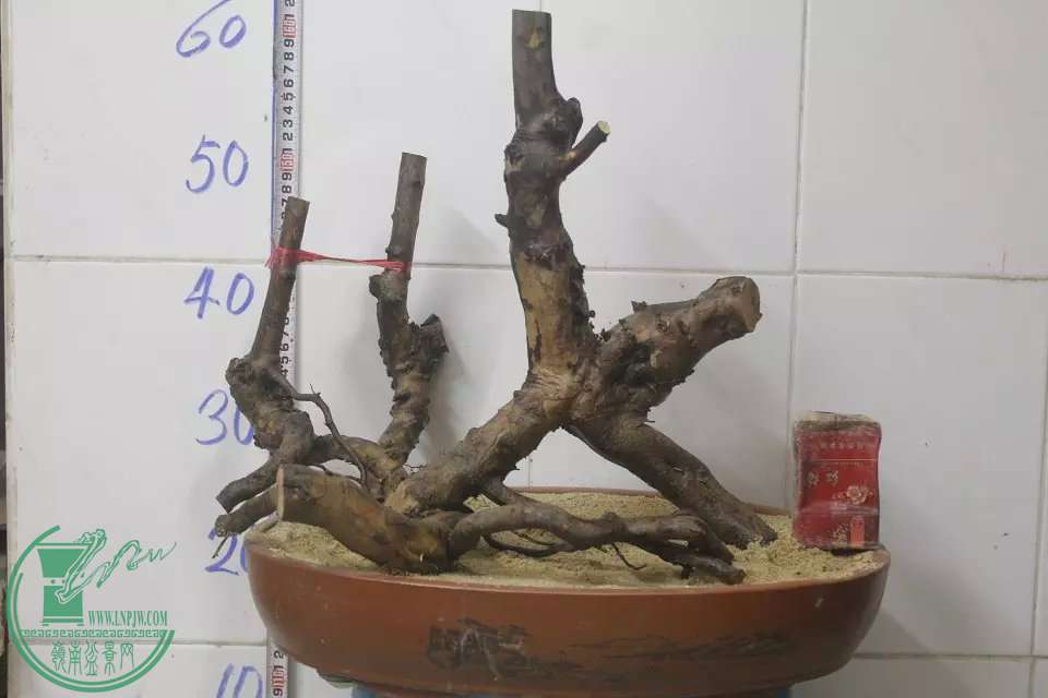 psb (30).jpg