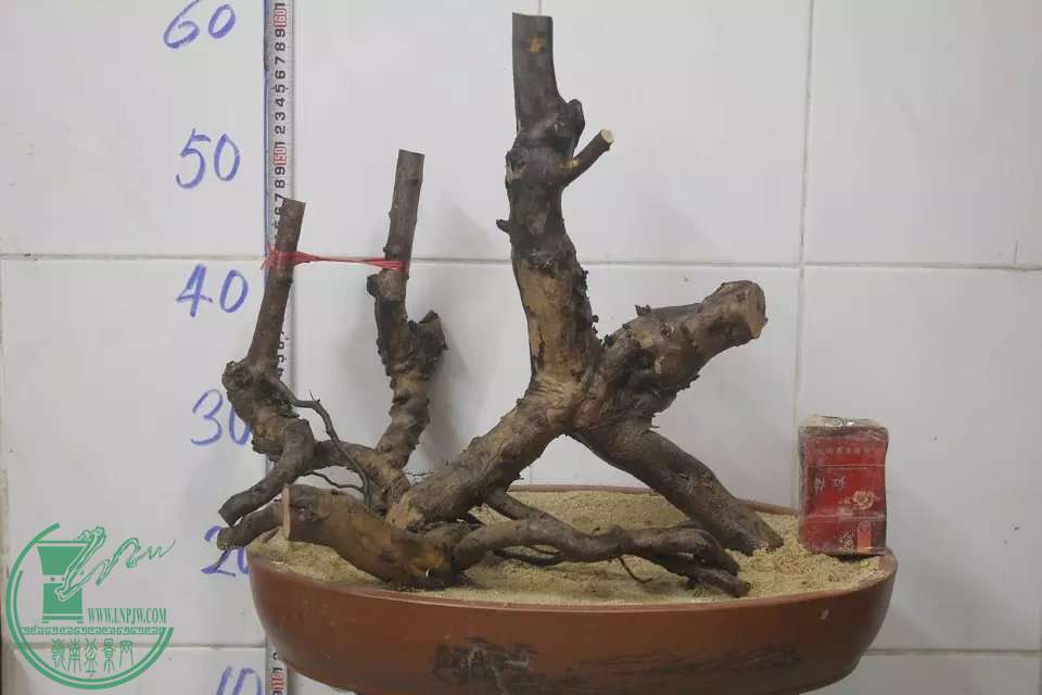 psb (31).jpg