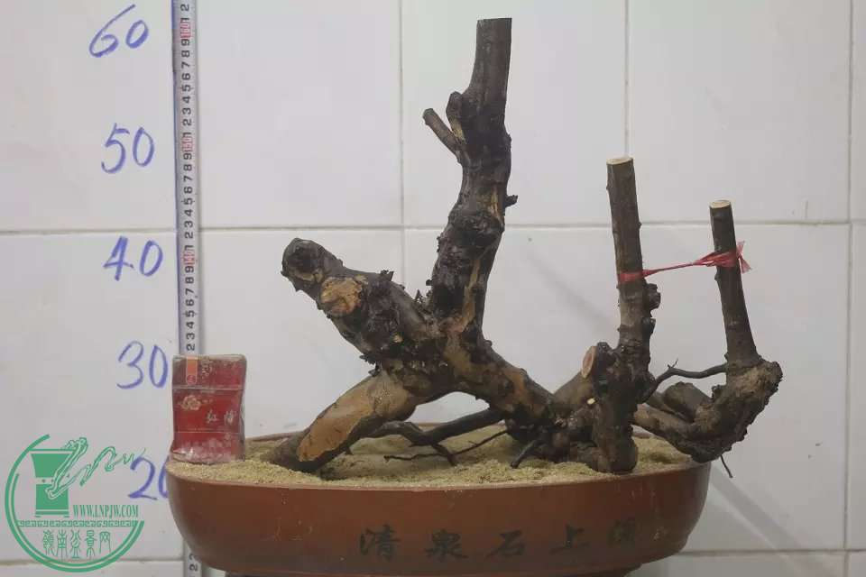 psb (32).jpg