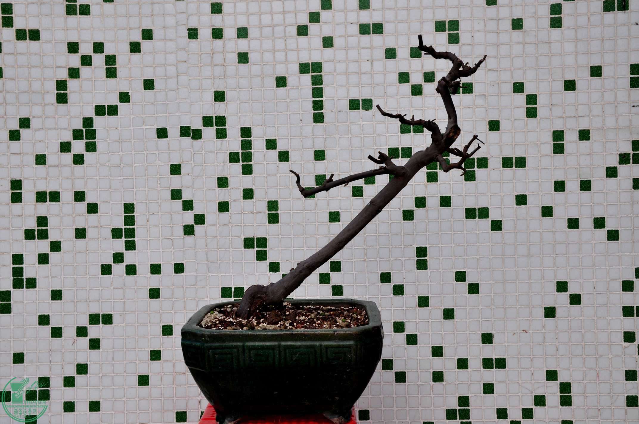 DSC_0301_.jpg