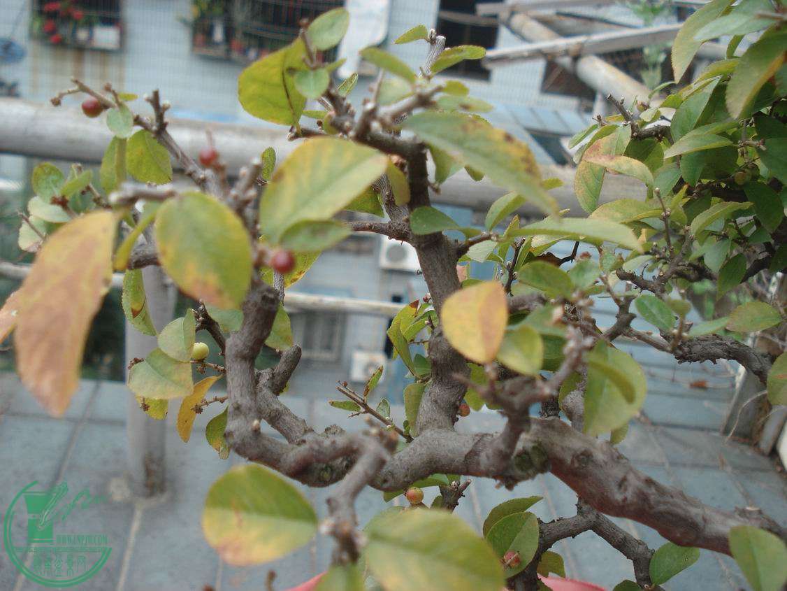 С DSC00133.JPG