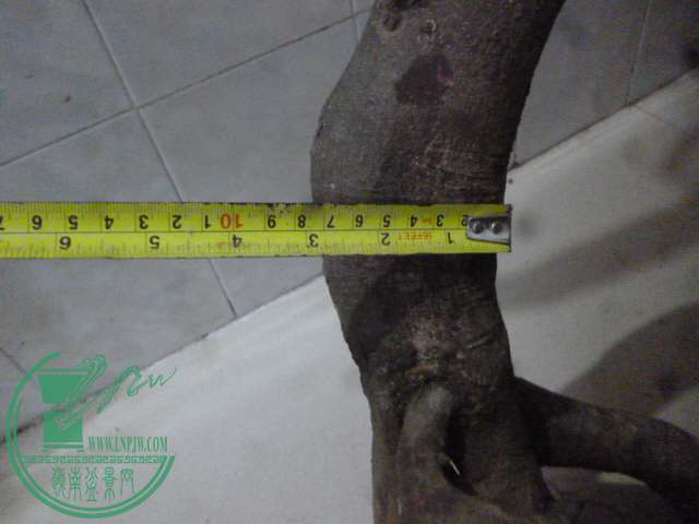 P1150993.JPG