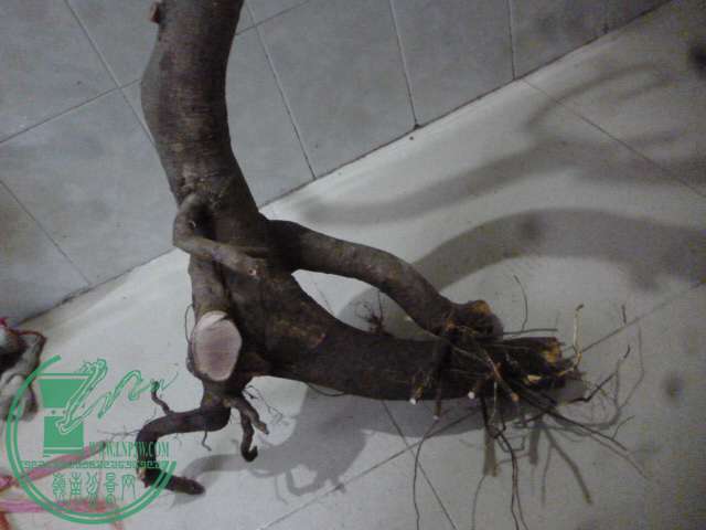 P1150992.JPG