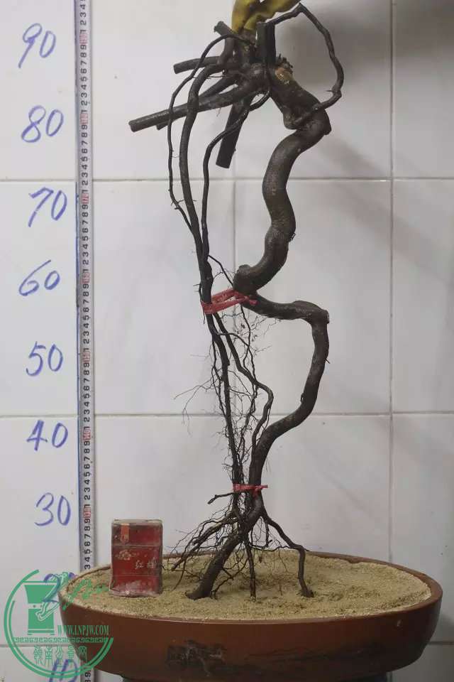 psb (1).jpg
