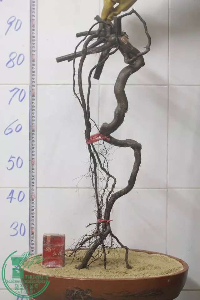psb (2).jpg