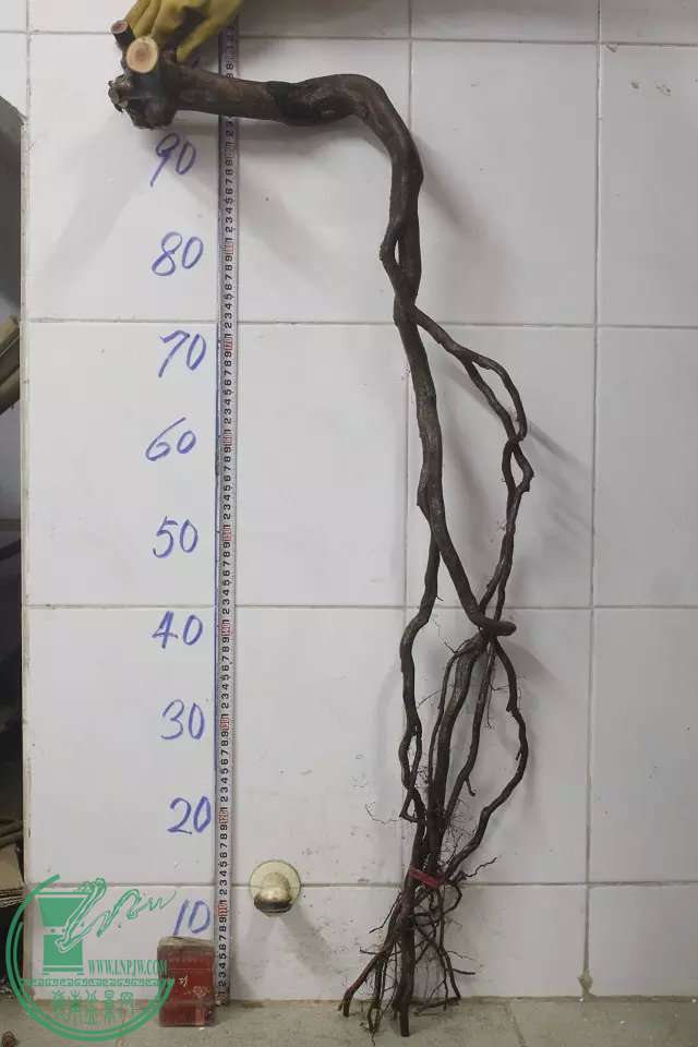 psb (9).jpg