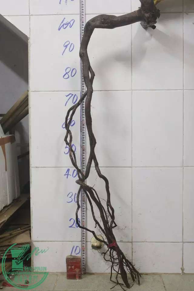 psb (10).jpg