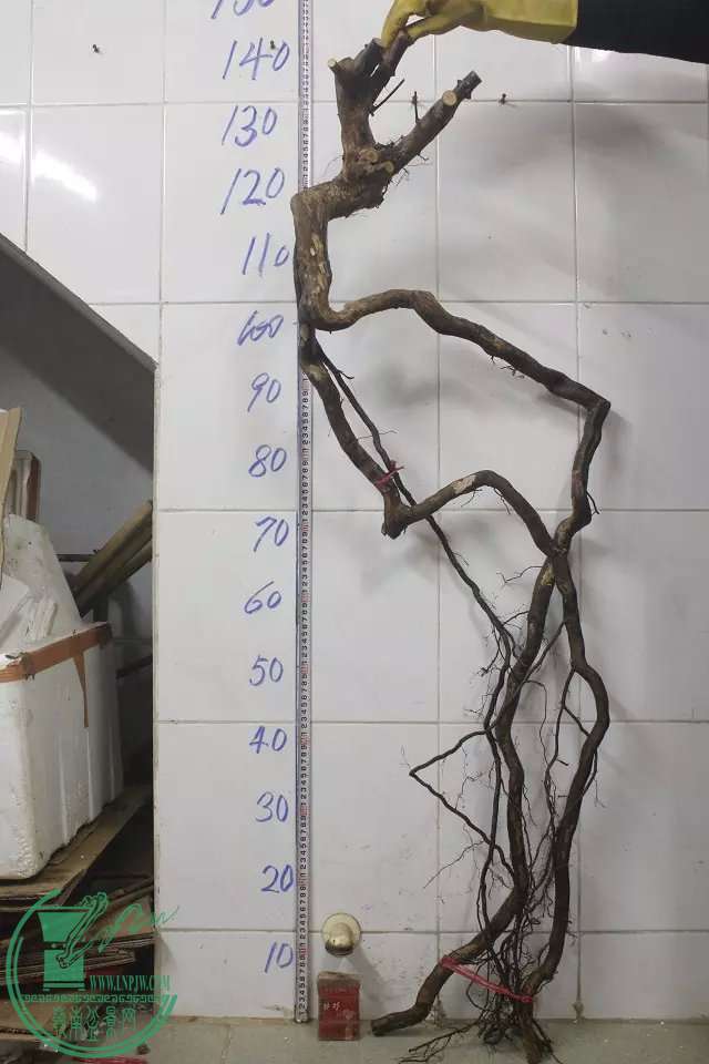 psb (3).jpg