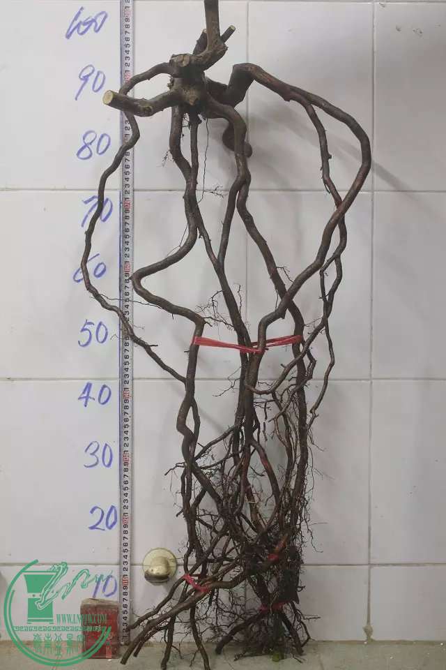 psb (7).jpg
