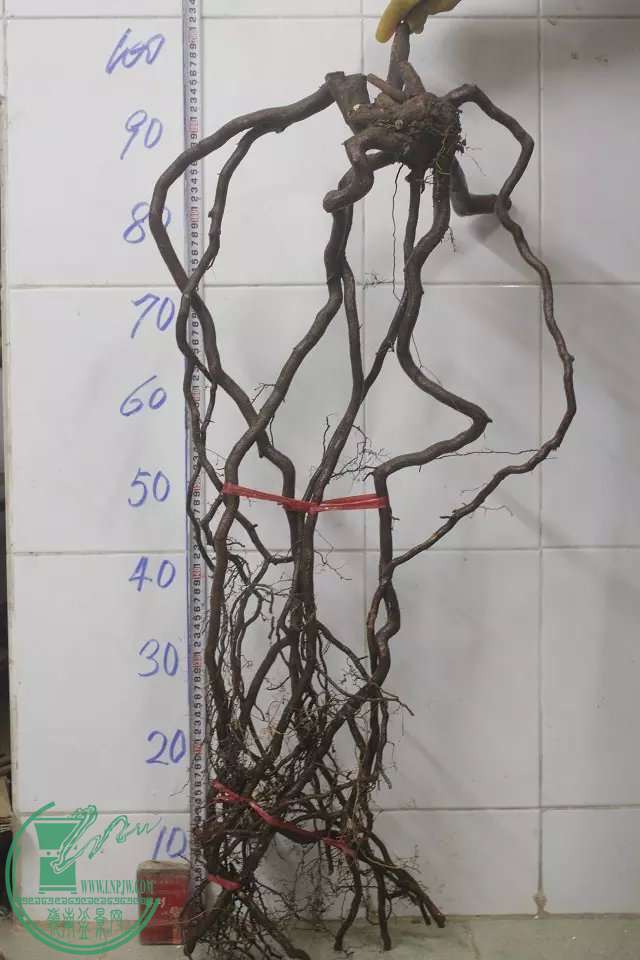 psb (8).jpg