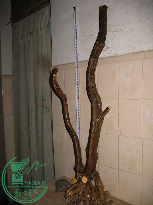 062.JPG