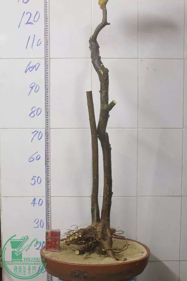 psb (1).jpg