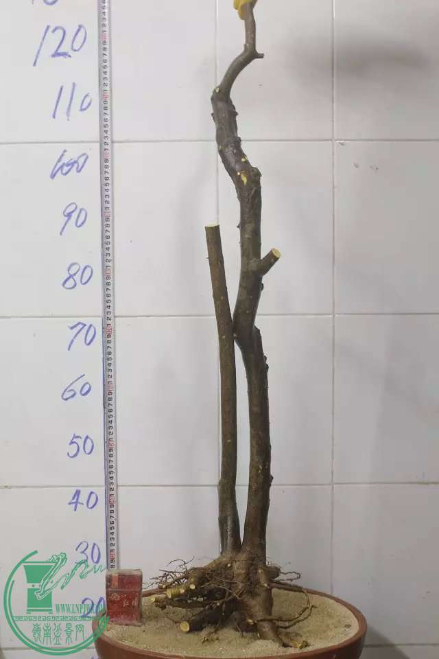 psb (2).jpg