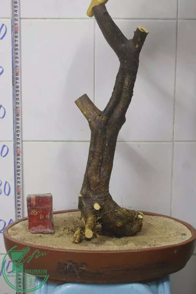 psb (9).jpg
