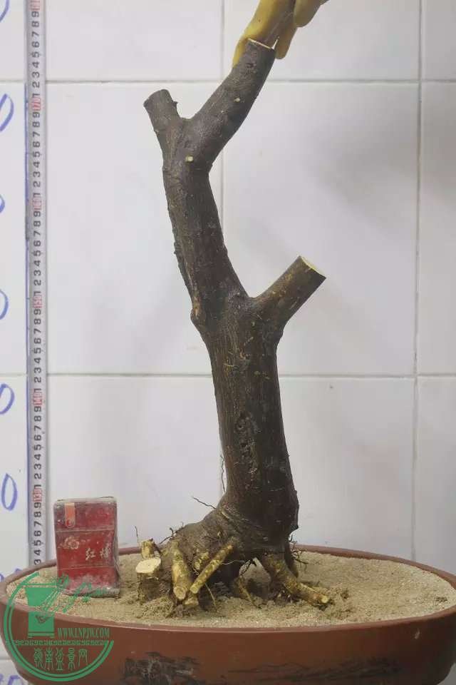 psb (10).jpg