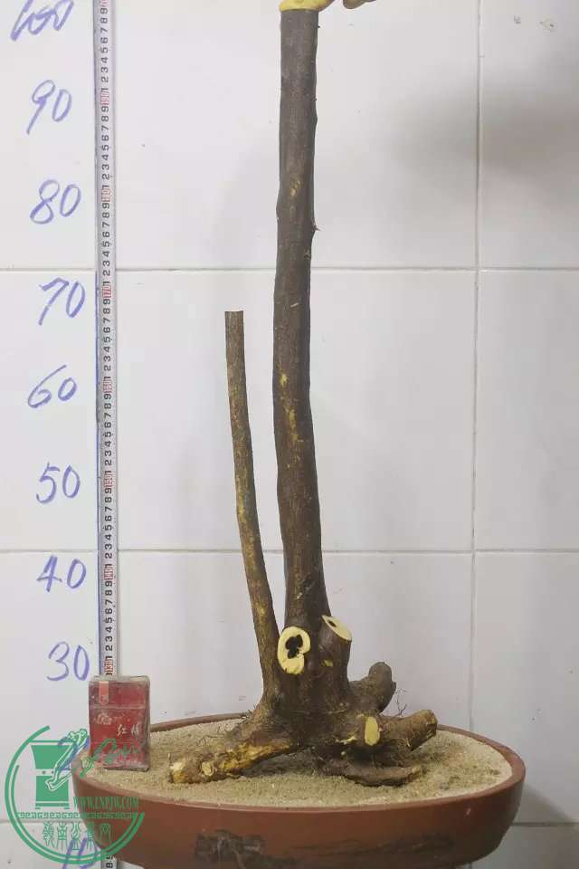 psb (17).jpg