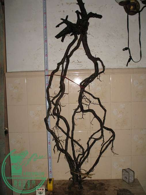 103.JPG