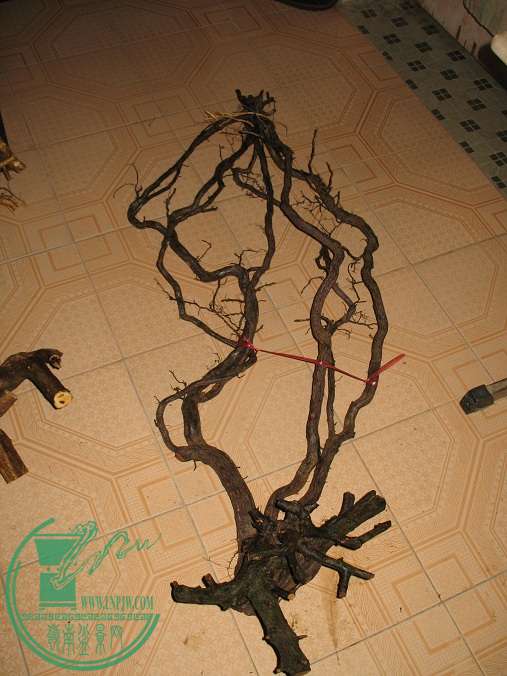 105.JPG