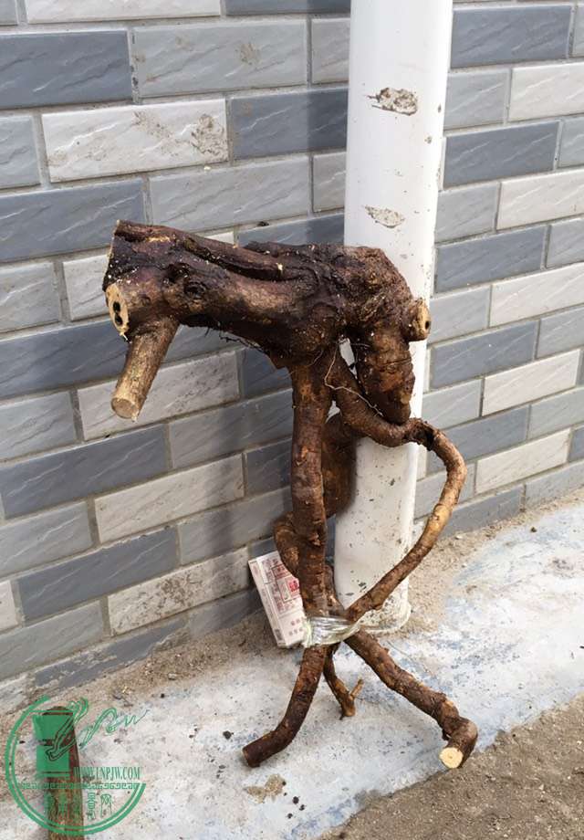 image.jpeg