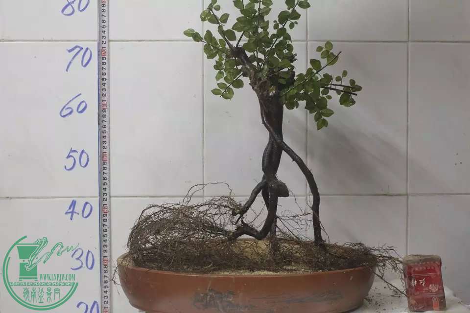 psb (1).jpg