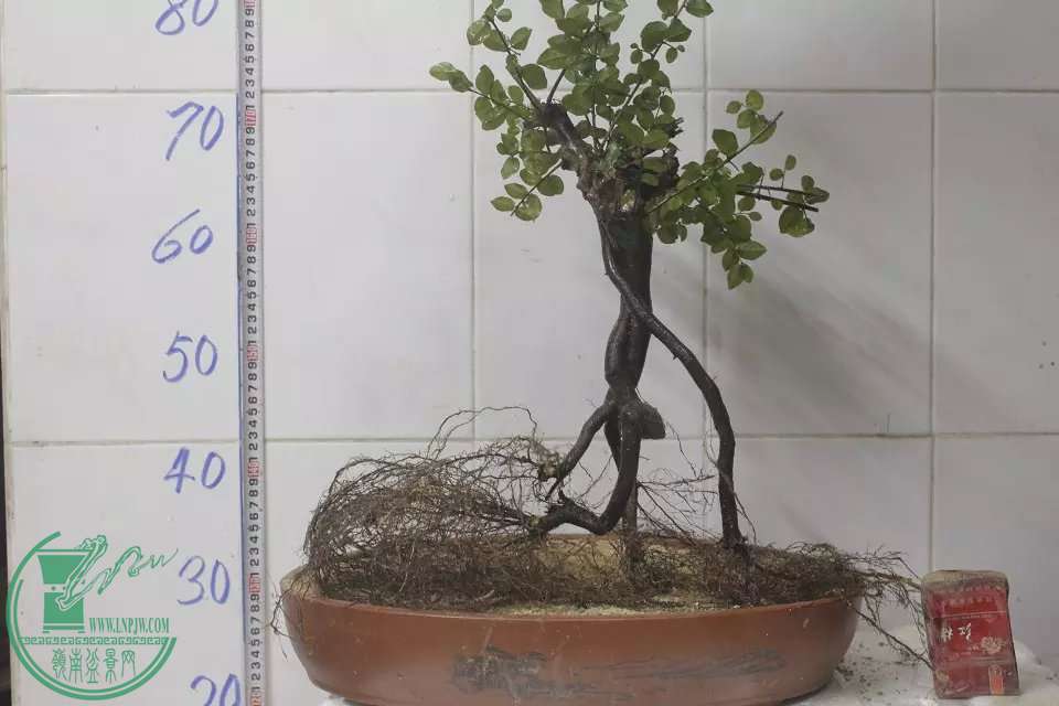 psb (2).jpg