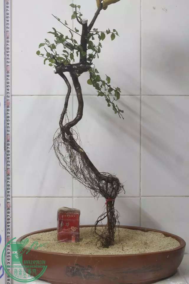 psb (8).jpg