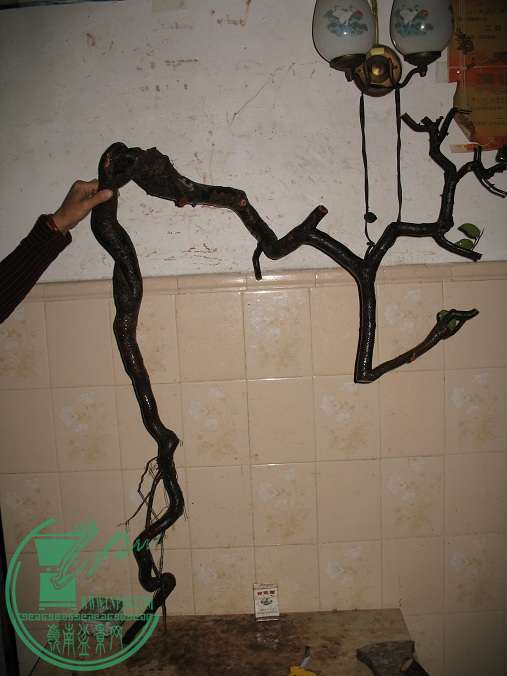 050.JPG