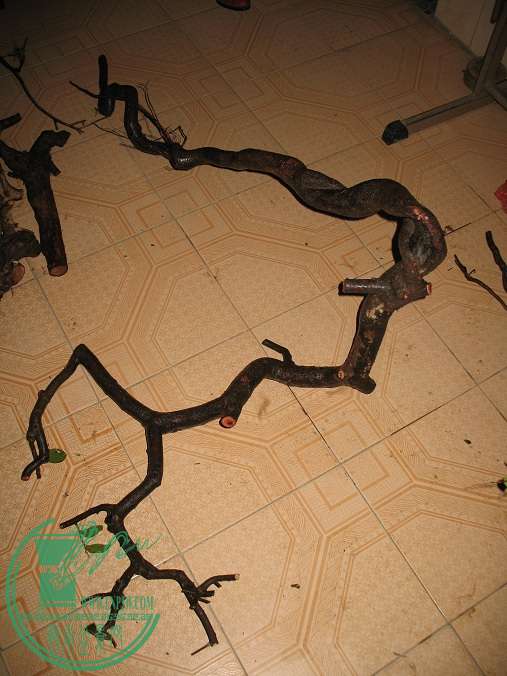 054.JPG