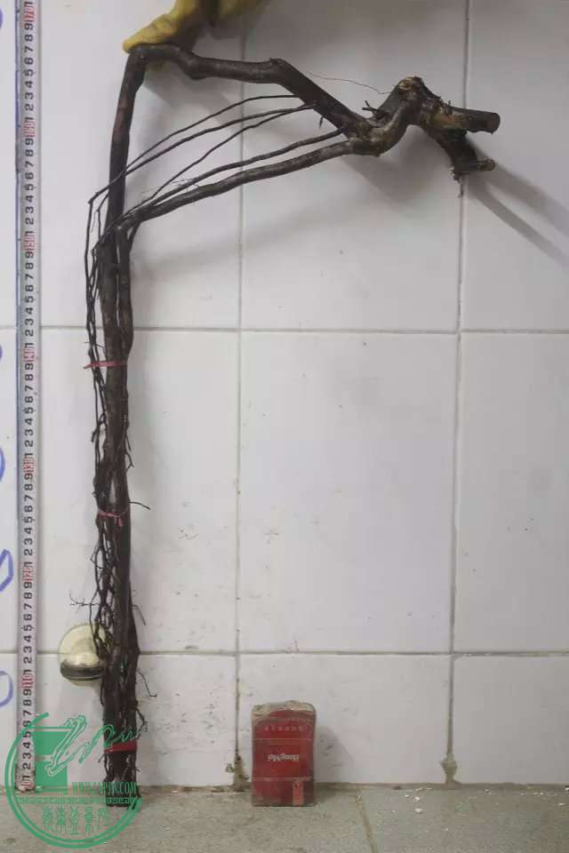 psb (22).jpg