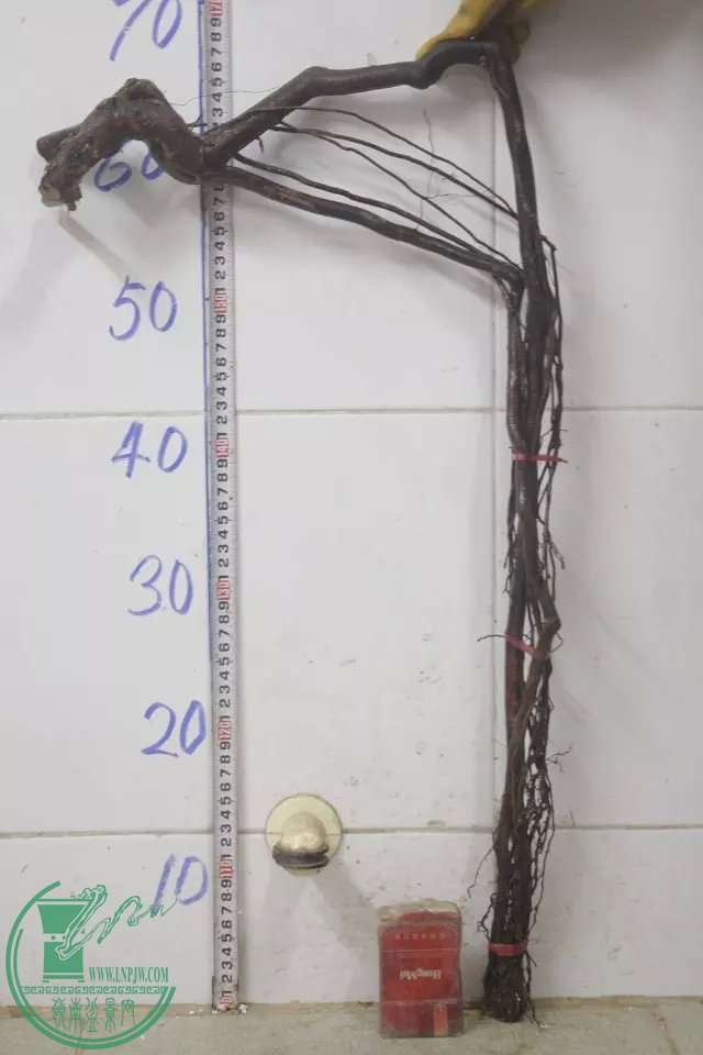 psb (23).jpg