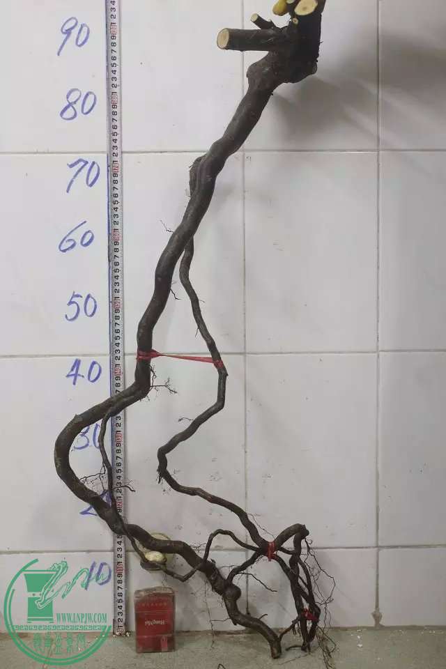 psb (3).jpg