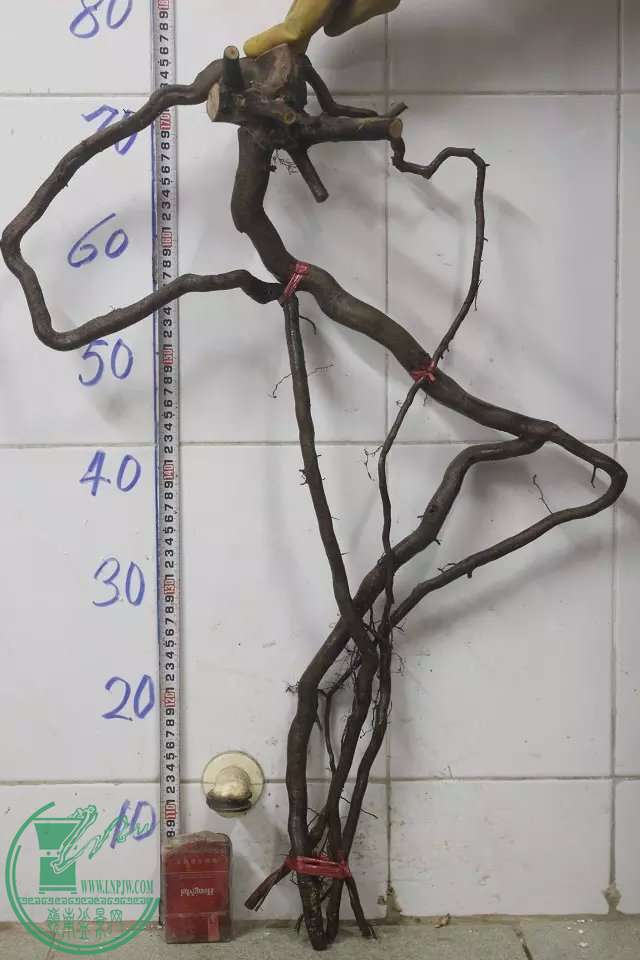 psb (9).jpg