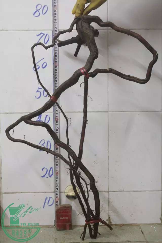 psb (10).jpg