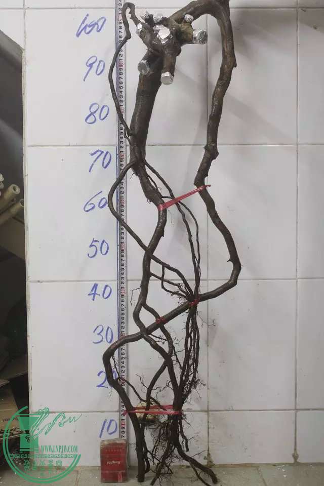 psb (18).jpg