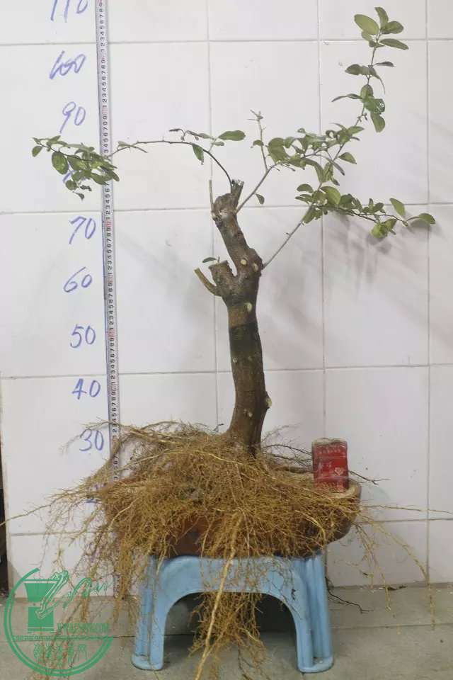 psb (2).jpg