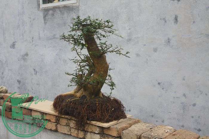 Ƭ20131026ۺ 595.jpg