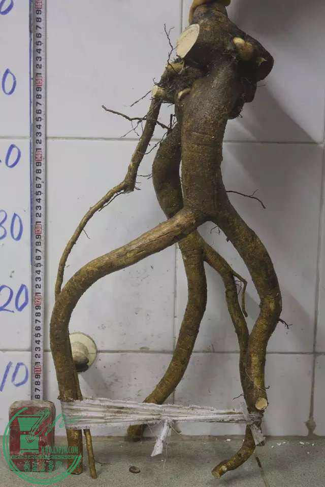 psb (1).jpg
