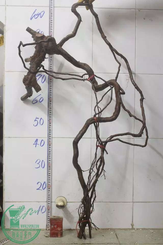 psb (2).jpg