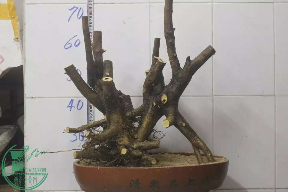 psb (9).jpg