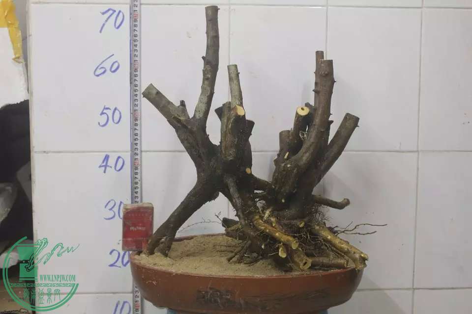 psb (11).jpg
